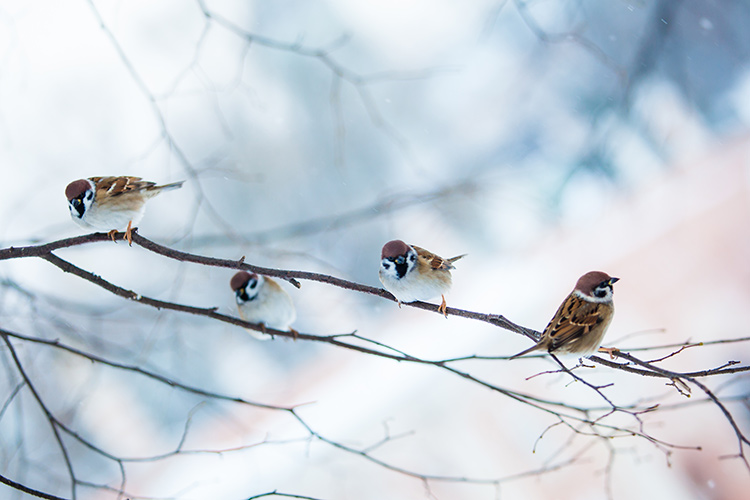 фото птиц зимой