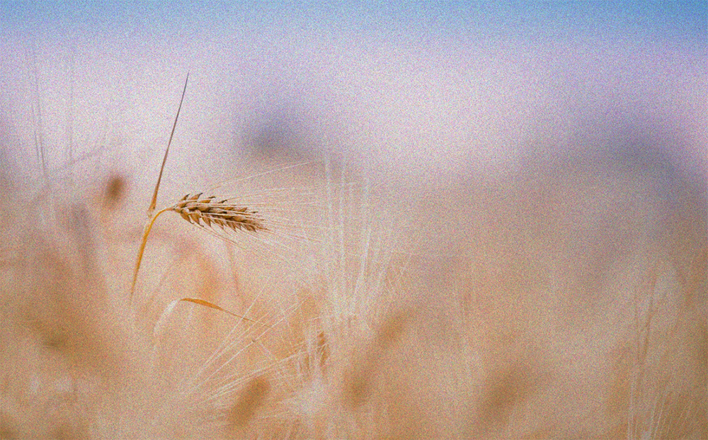 пленочное зерно на пейзаже