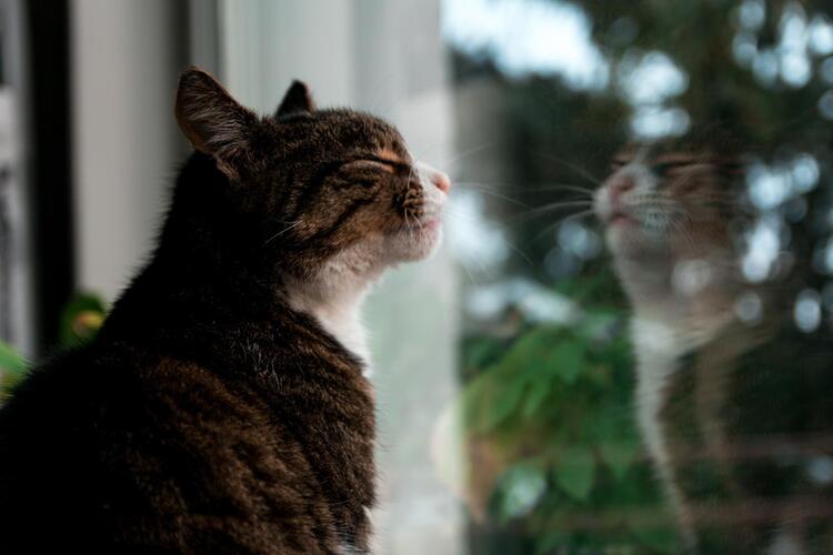 Кот перед окном