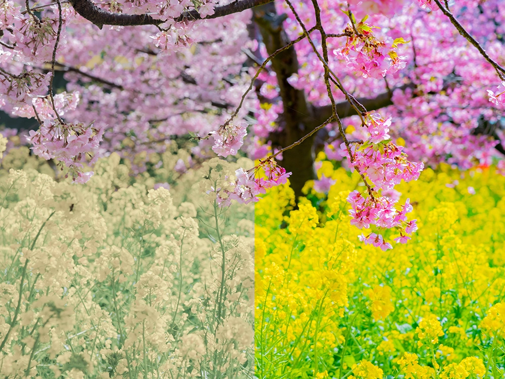 Цветокоррекция фотографий для новичков